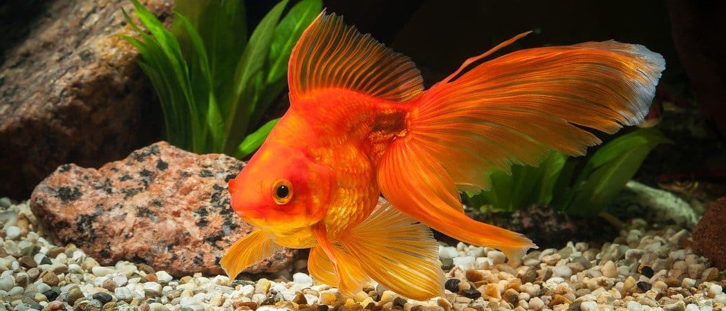 I migliori 8 animali che possono vedere gli infrarossi