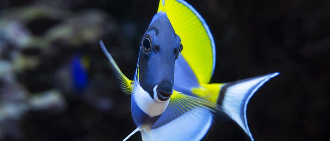 I pesci sono mammiferi?