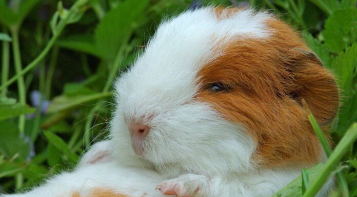 I porcellini d'India dormono?
