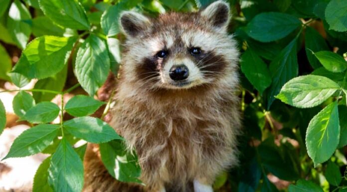 I procioni sono pericolosi?
