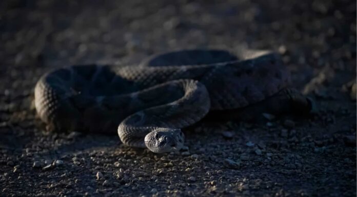  I serpenti a sonagli escono di notte?  (Come evitare!)
