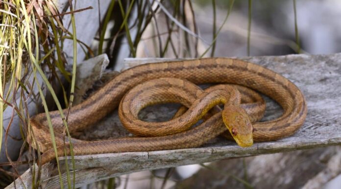 I serpenti di ratto sono velenosi o pericolosi? Large adult Eastern black rat snake in defensive coiled posture on road. The snake has a shiny black body with a checkerboard belly.
