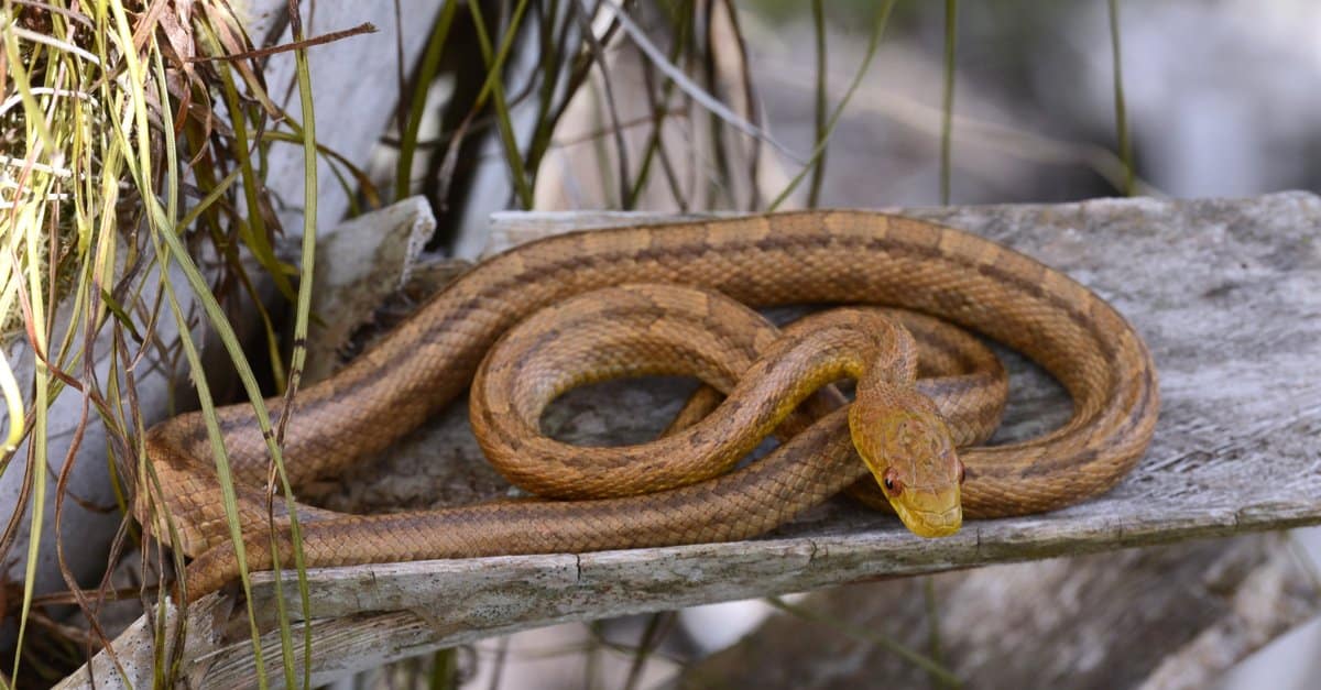 Large adult Eastern black rat snake in defensive coiled posture on road. The snake has a shiny black body with a checkerboard belly.