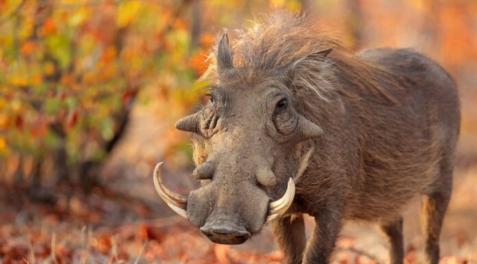 Il facocero si scrolla di dosso la caccia al leopardo come un piccolo inconveniente
