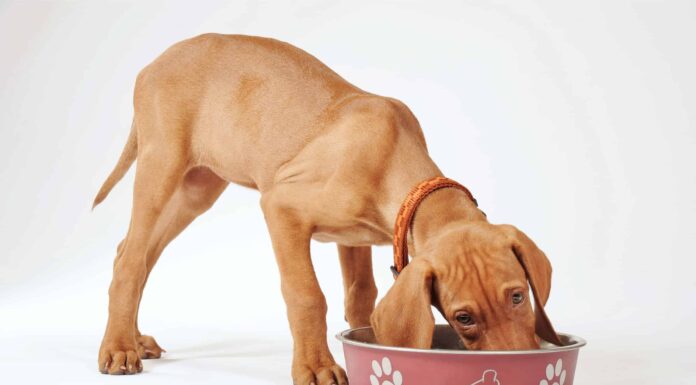  Il tuo cane può mangiare i fagioli di Lima?  3 cose da sapere prima
