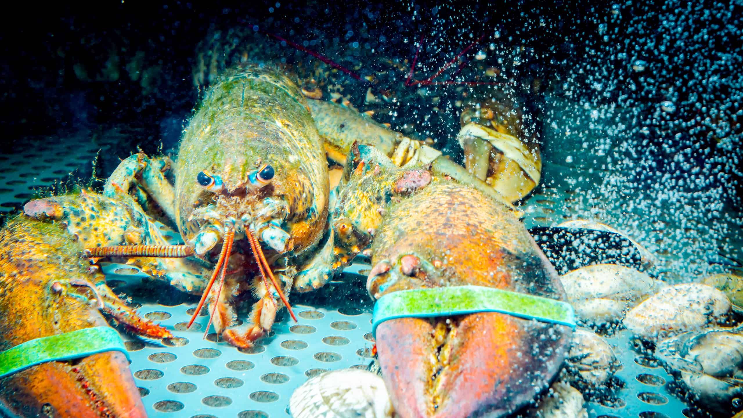 Incontra Louie: l'aragosta di 132 anni che viveva in un bar di vongole prima della sua fuga miracolosa