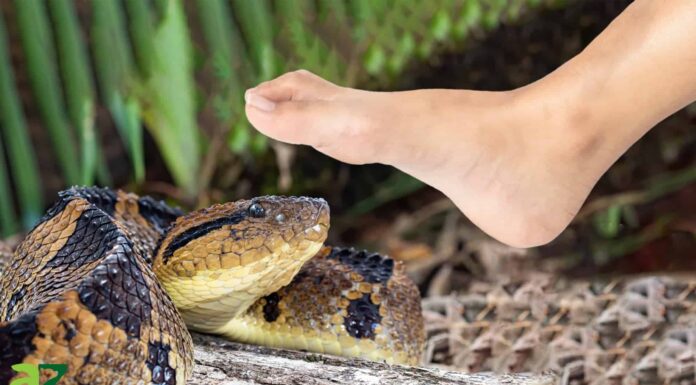 Incontra il serpente più mortale delle Americhe
