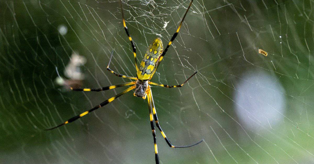 Joro Spiders in Georgia: quanto è grave questa specie invasiva?