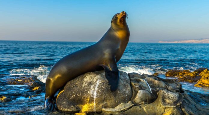 L'Arca di Noè nella vita reale inizia con un leone marino, pellicani e umani su una barca
