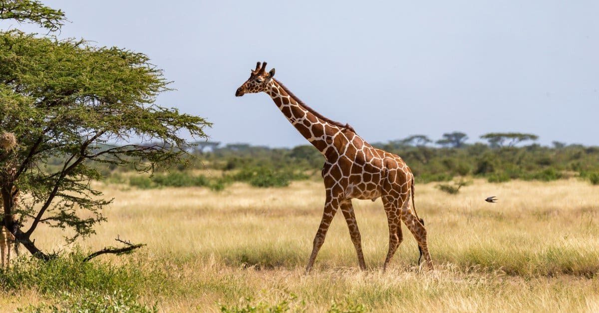 La giraffa più alta mai registrata