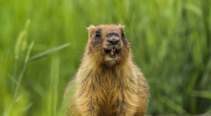 La marmotta arrogante ruba il cibo del contadino e lo ostenta davanti alla telecamera
