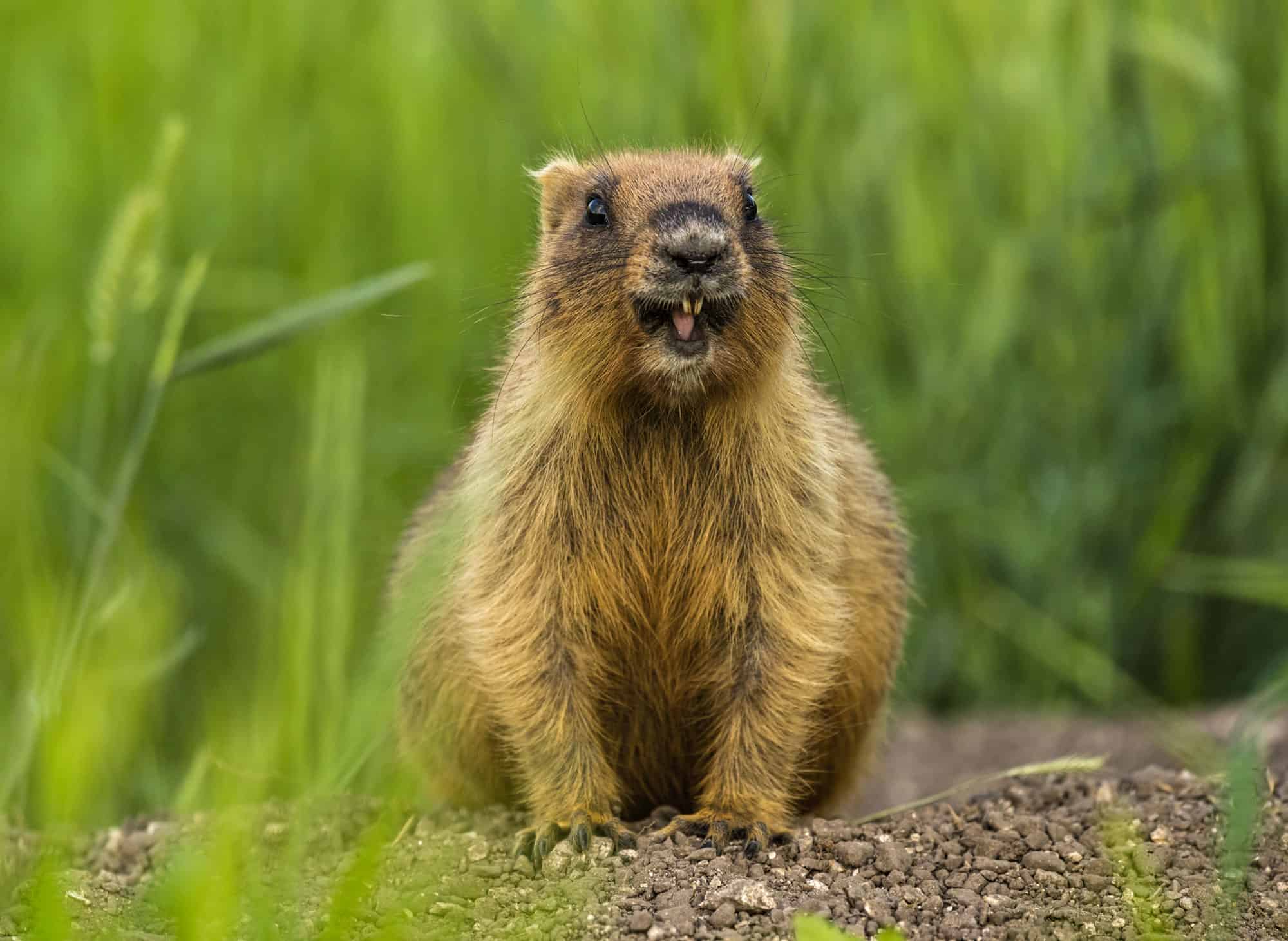 La marmotta arrogante ruba il cibo del contadino e lo ostenta davanti alla telecamera
