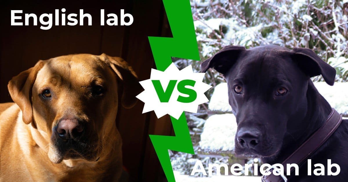 Laboratorio inglese vs laboratorio americano: le 4 principali differenze tra questi bellissimi cani