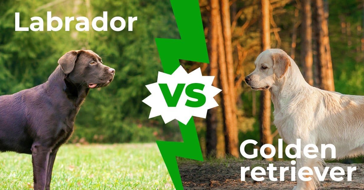 Labrador vs Golden Retriever: spiegate 9 differenze chiave