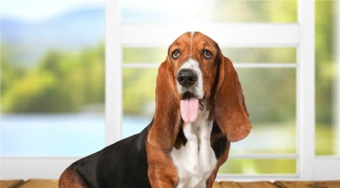 Pet dental insurance