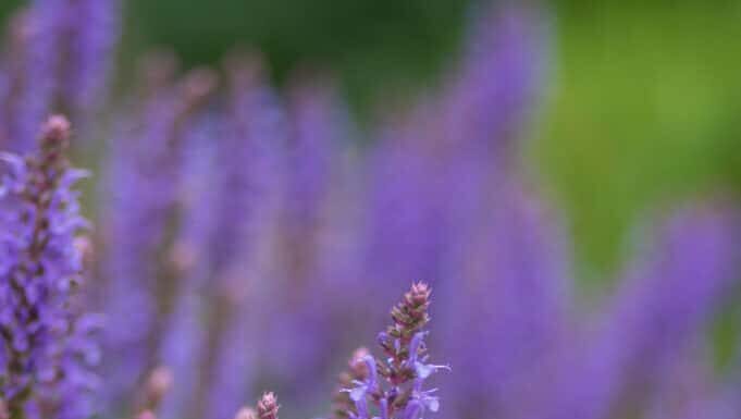 Purple salvia blooms