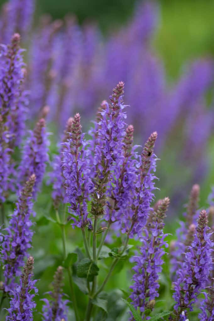 Purple salvia blooms