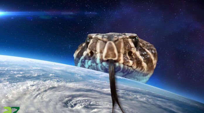 Le 10 vipere più grandi del mondo
