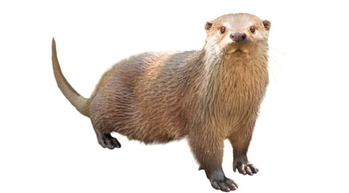 Le lontre sono pericolose?
