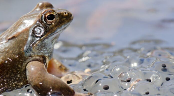 What Do Bullfrogs Eat?