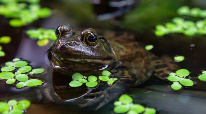 What Do Bullfrogs Eat?