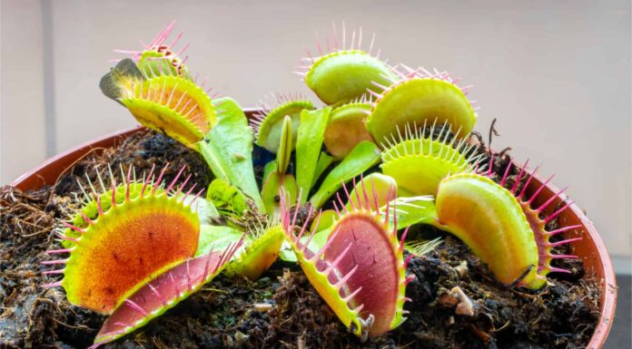 Le trappole per mosche di Venere mangiano i calabroni?
