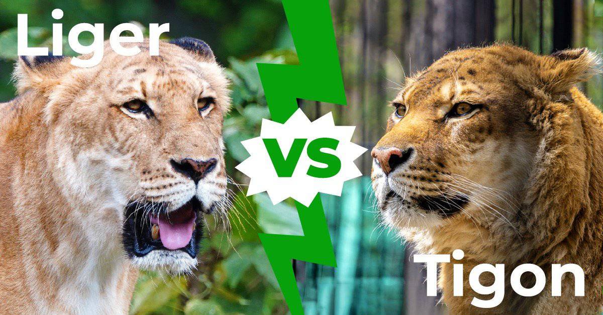 Liger vs Tigon: 6 differenze chiave spiegate