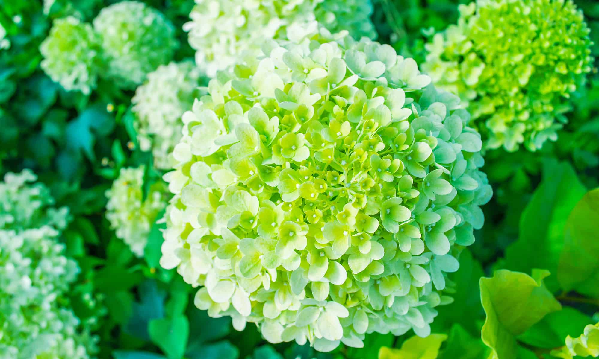 Limelight Hydrangea Tree vs Limelight Hydrangea Bush