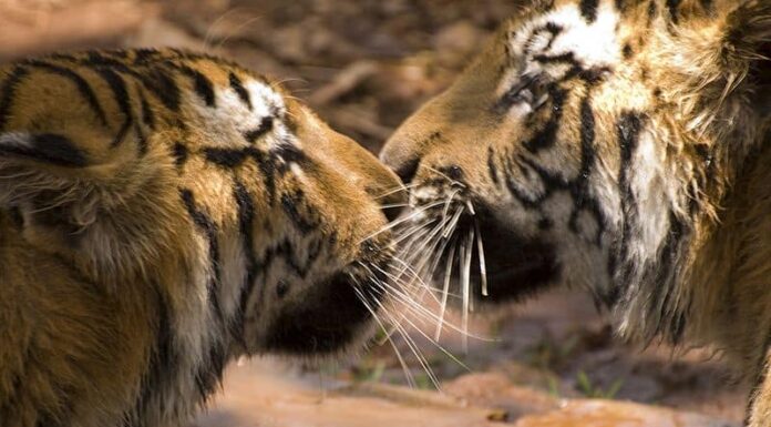 Guarda due tigri che giocano al tiro alla fune... usando un'iguana
