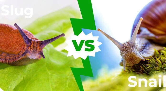 Lumaca contro lumaca: le 3 differenze chiave spiegate
