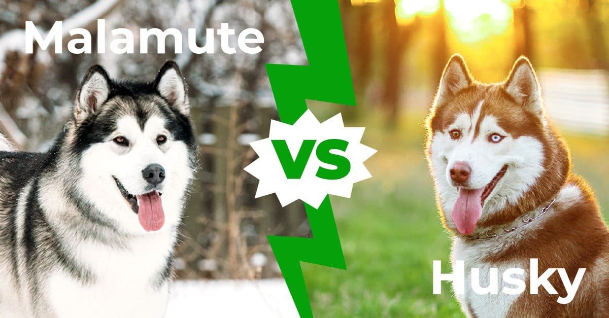 Malamute vs Husky: le 7 differenze che li distinguono