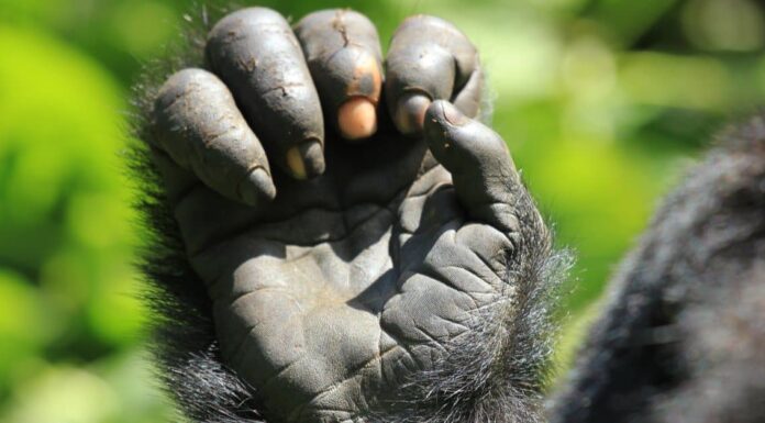 Eastern lowland gorilla laying in lush greenery