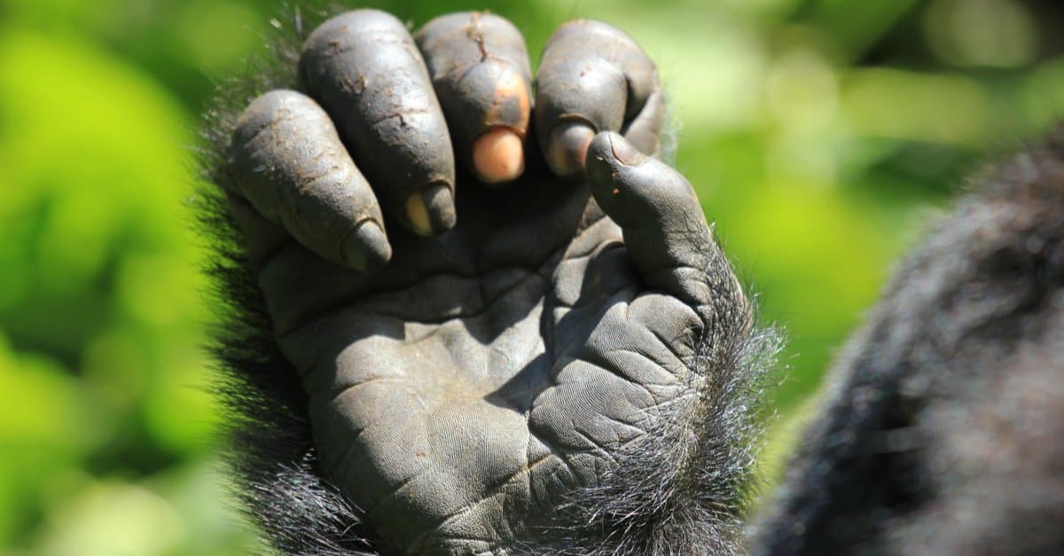 Eastern lowland gorilla laying in lush greenery