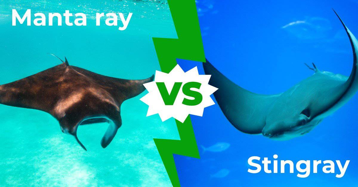 Manta Ray vs Stingray: 9 differenze chiave spiegate