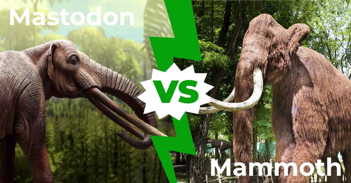 Mastodon vs Mammoth: 7 differenze chiave spiegate
