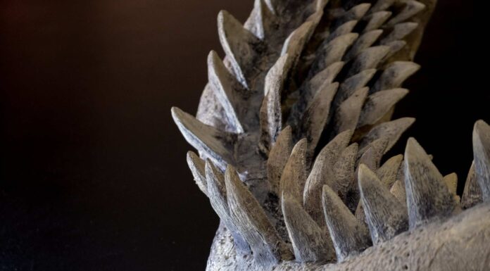 Megalodonte: tutto quello che c'è da sapere
