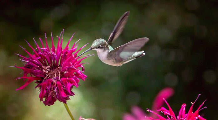 Melissa vs balsamo d'api
