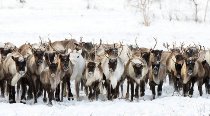 Migrazione dei caribù: cos'è e perché lo fanno?
