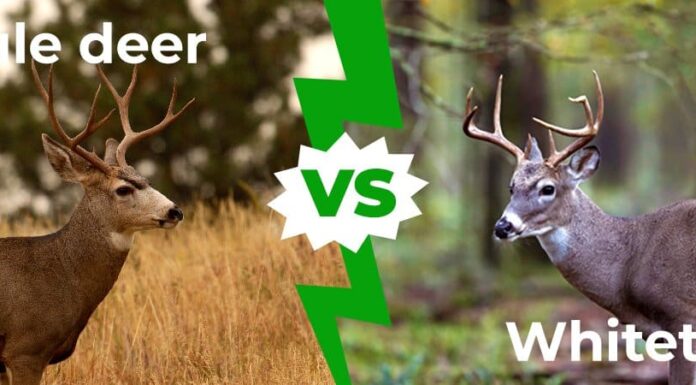 Mule Deer vs White-tail: 5 differenze chiave spiegate
