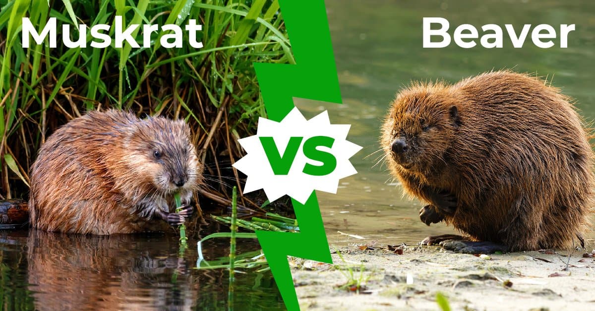Muskrat vs Beaver: 6 differenze chiave spiegate