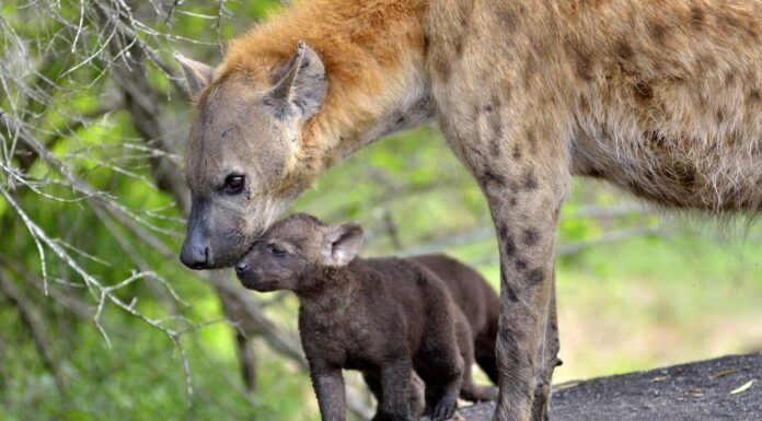 Nascita di iena: cosa la rende così unica?
