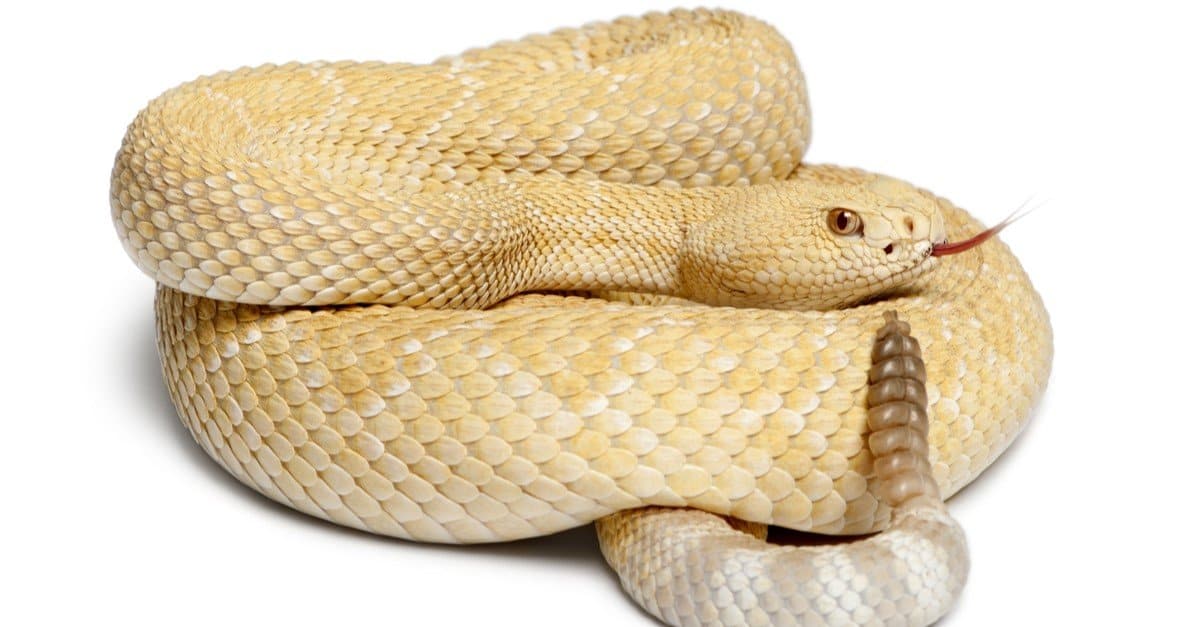 Non crederai ai tuoi occhi: guarda come un serpente a sonagli albino emette un avvertimento mortale