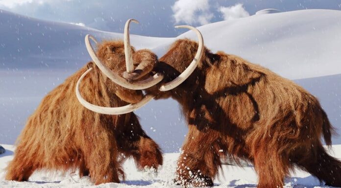 Notizie: 15 milioni di dollari raccolti per resuscitare il mammut lanoso utilizzando la nuova tecnologia CRISPR
