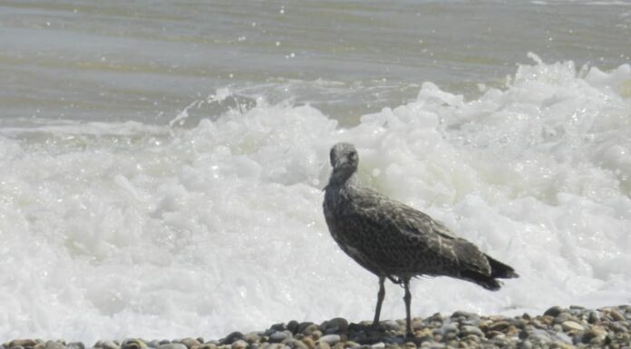 Notizie: la fuoriuscita di petrolio provoca un disastro per gli animali che vivono sulla costa
