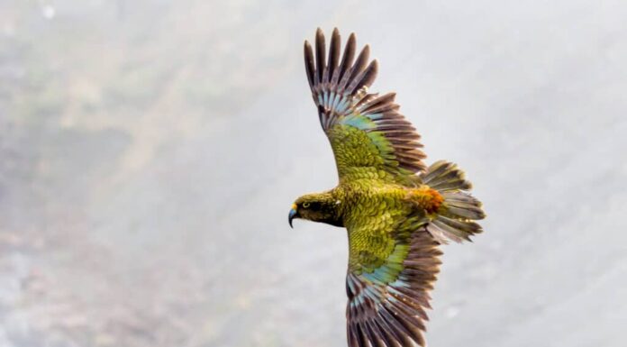 Nuovo studio: il pappagallo disabile impara a usare strumenti come gli umani
