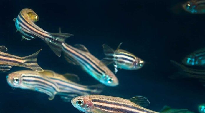 Nuovo studio: la visione del pesce zebra potrebbe curare il daltonismo
