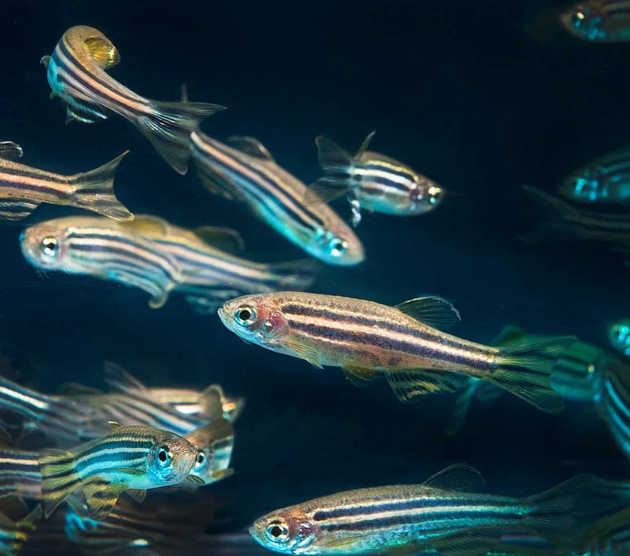 Nuovo studio: la visione del pesce zebra potrebbe curare il daltonismo
