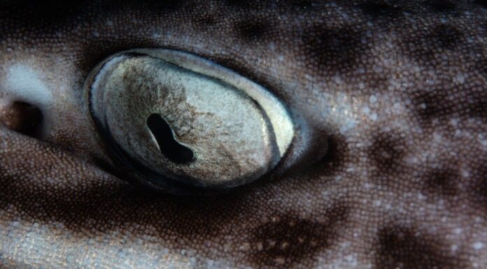 Shark Eyes: Coral Cat Shark
