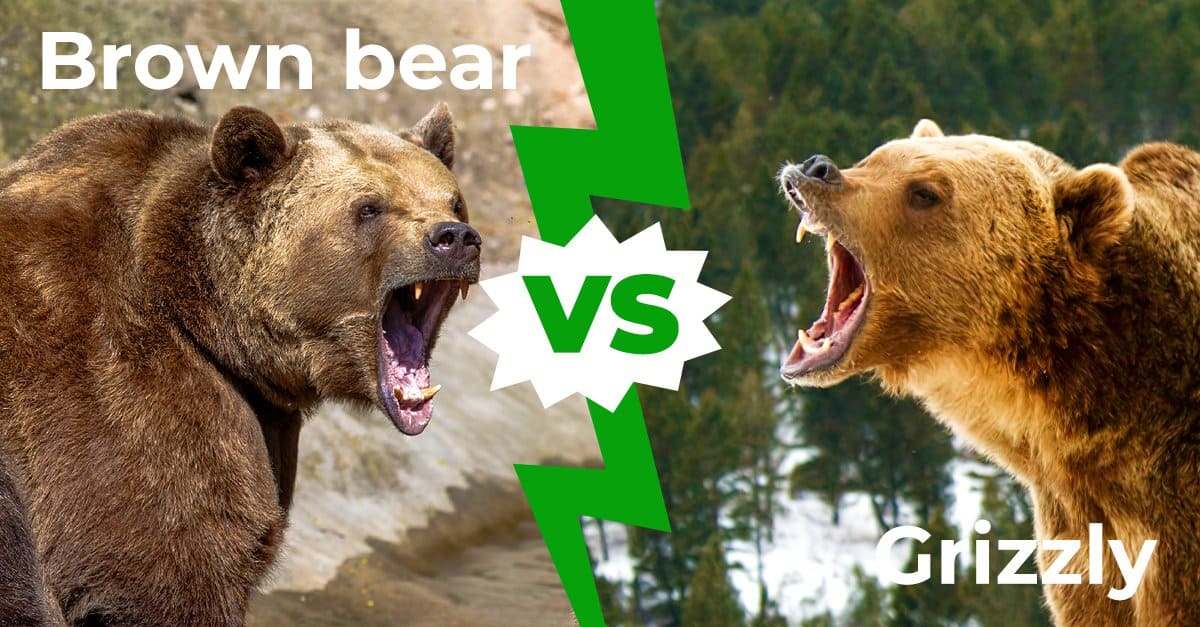 Orso bruno vs orso grizzly: 4 differenze chiave