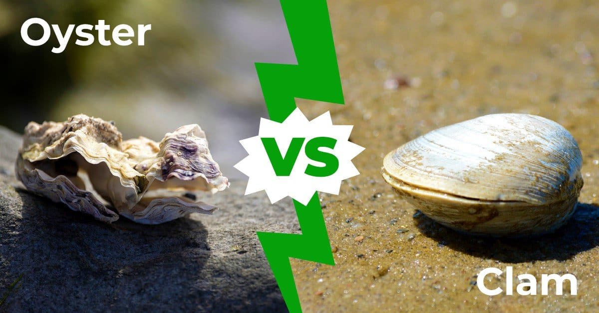 Oyster vs Clam: 7 principali differenze spiegate